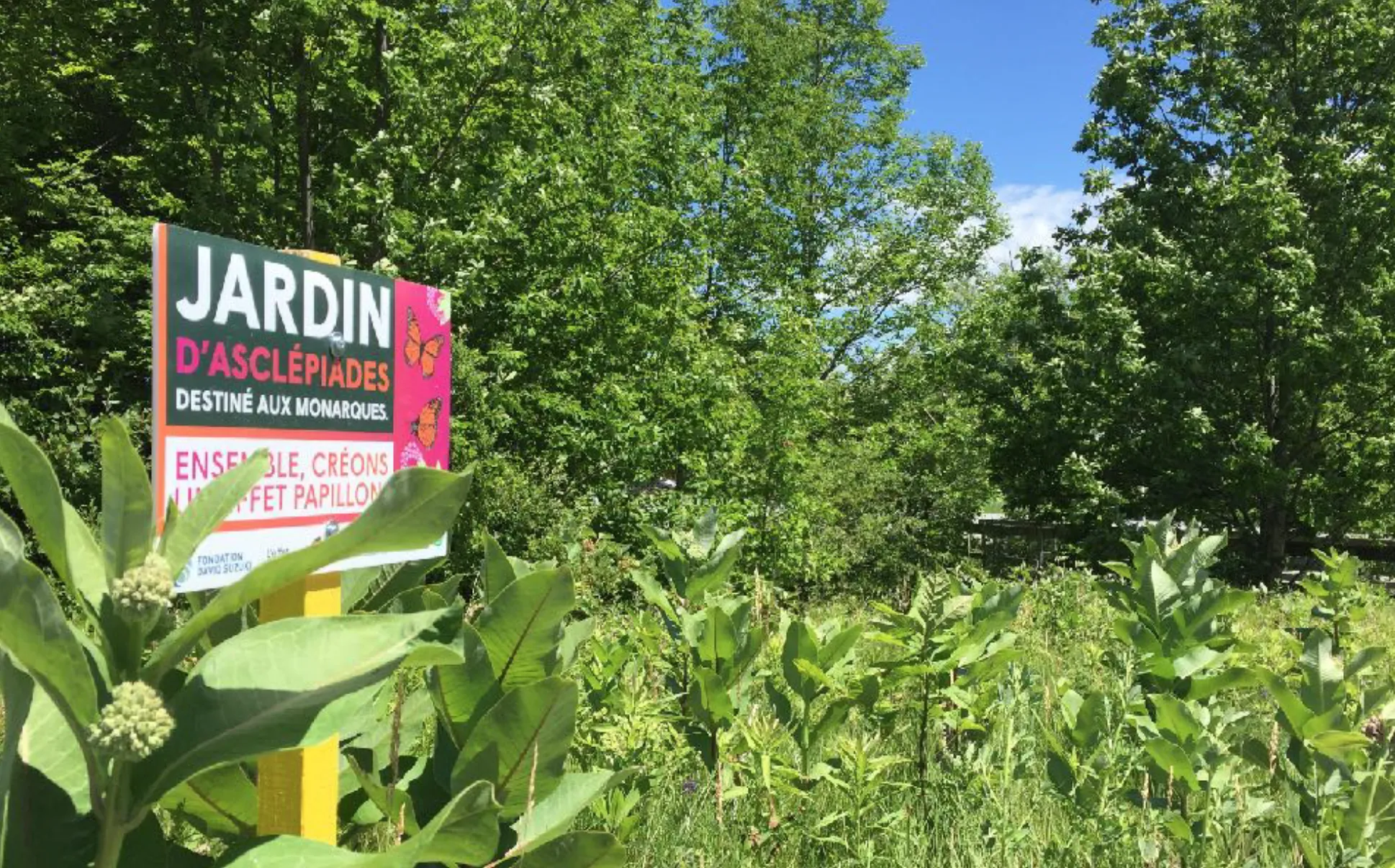 Jardin d'asclépiade